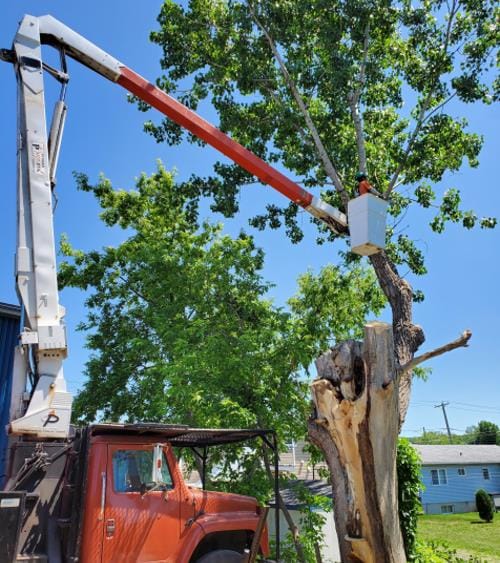 Abattage d'arbre Granby Bromont
