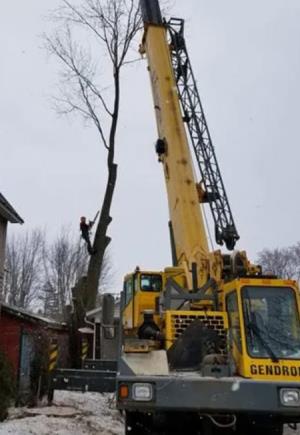 Abattage d'arbre Granby Bromont
