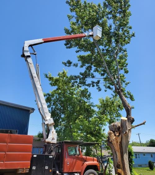 EmondExpert Tree pruning Granby Bromont