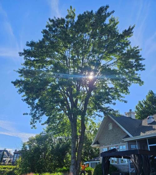 Arboriculture Granby Bromont