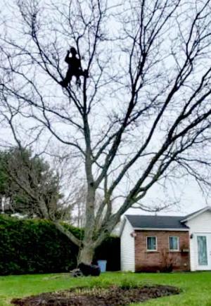 Élagage Granby Bromont