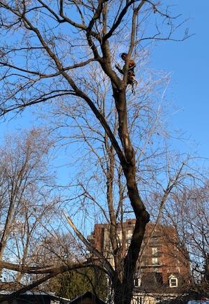 Élagage Granby Bromont