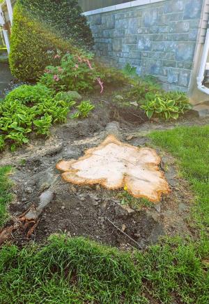 Essouchage Granby Bromont