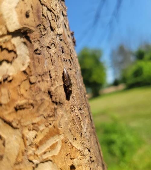 Agrile du frene Granby Bromont