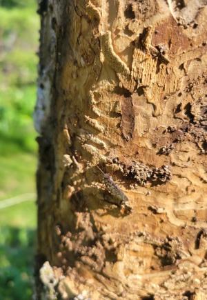 Agrile du frene Granby Bromont