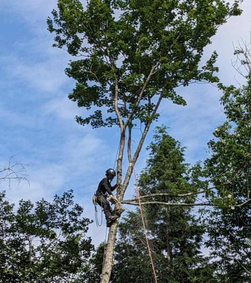 Élagage Longueuil