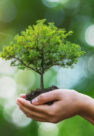 Plantation d arbres Granby Bromont