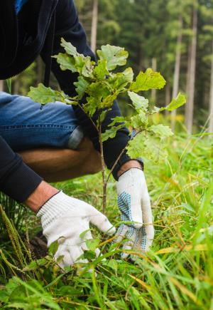 Plantation d arbres Granby Bromont