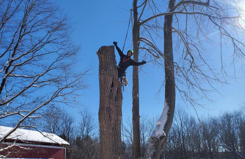 Tree Removal
