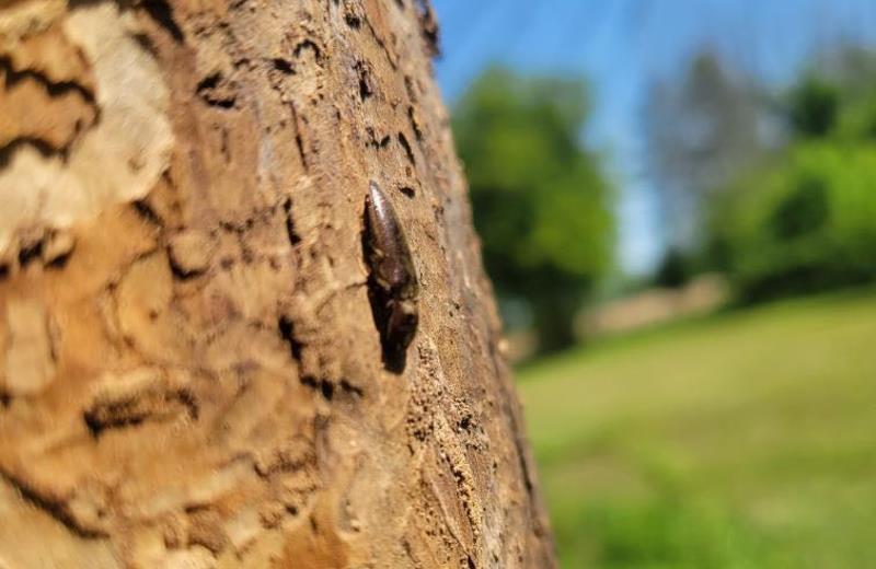Emerald Ash Borer