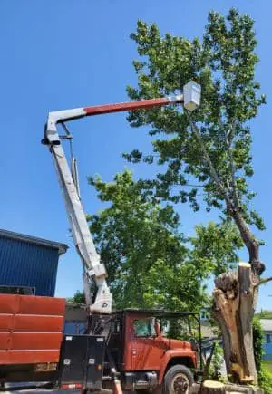 Arboriculture Granby Bromont