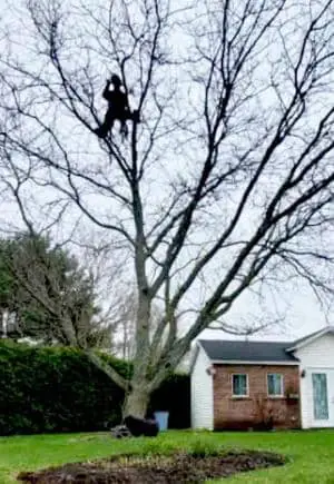 Tree trimming Chambly