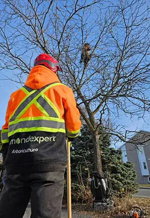 Élagage Longueuil