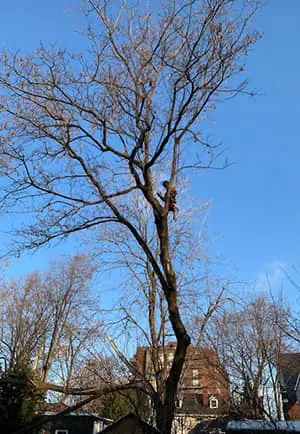 Élagage Longueuil