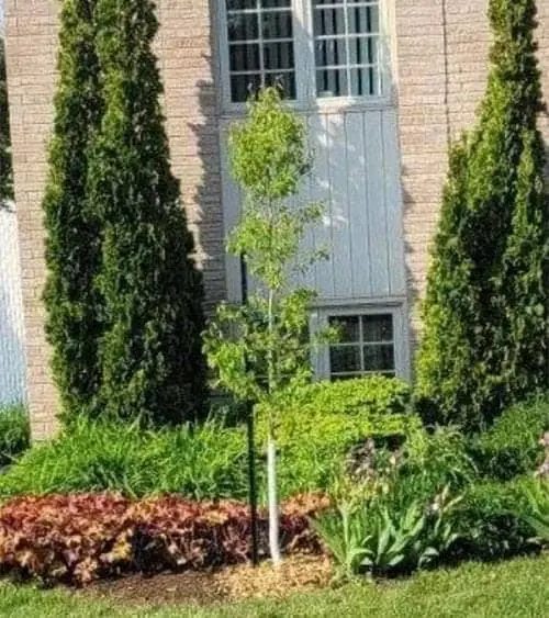 Plantation d'arbres Granby Bromont