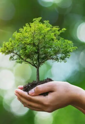 Plantation d'arbres Granby Bromont