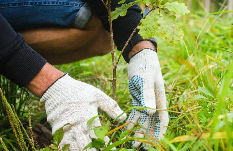 Plantation d'arbres