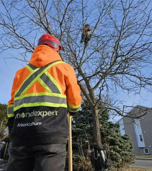 Tree trimming Chambly